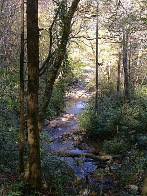 [A stream snaking through a thickly wooded area (not much sunlight making it through to the water).]